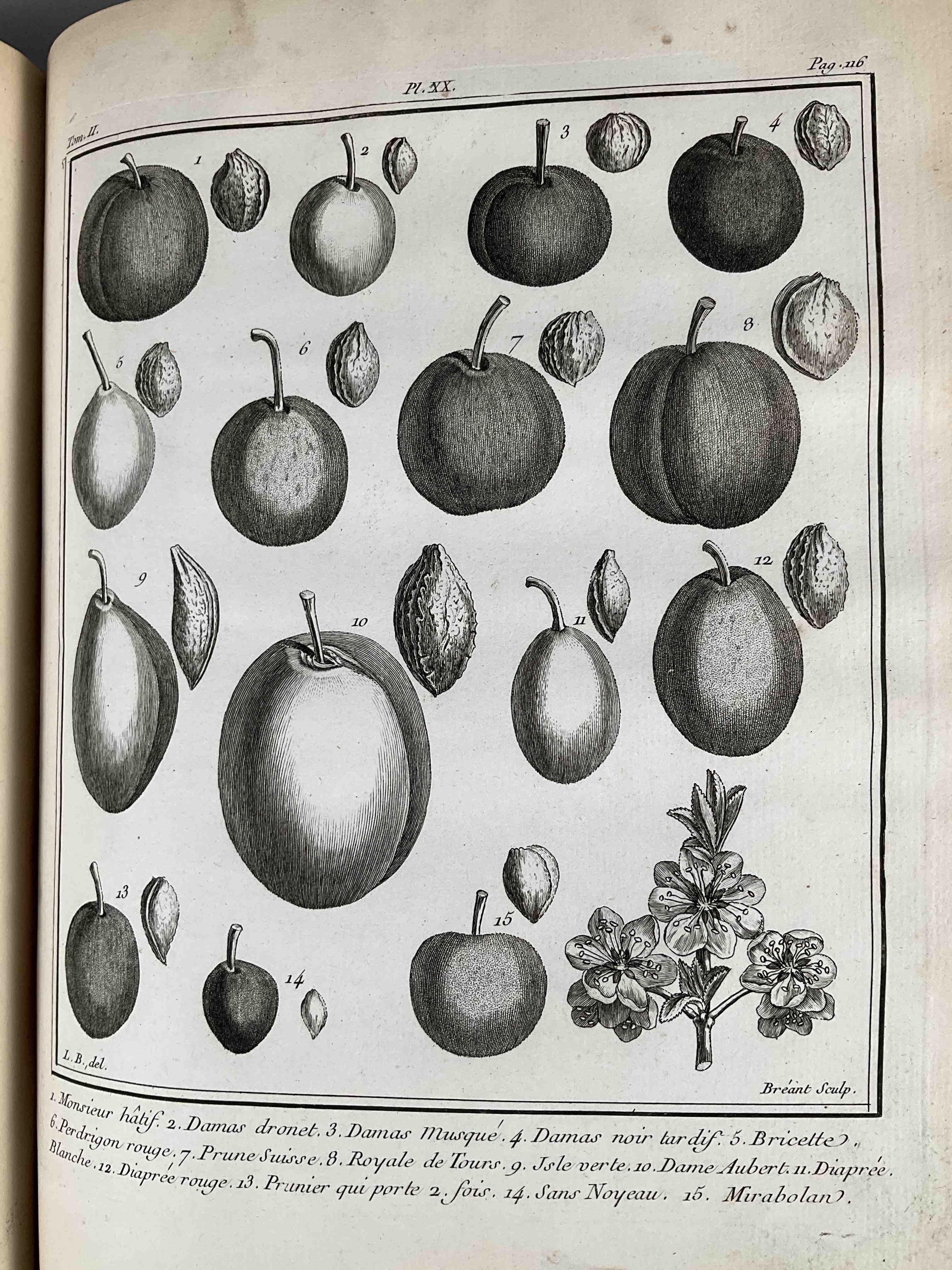 Duhamel du Monceau, Traité des arbres fruitiers contenant leur figure,...